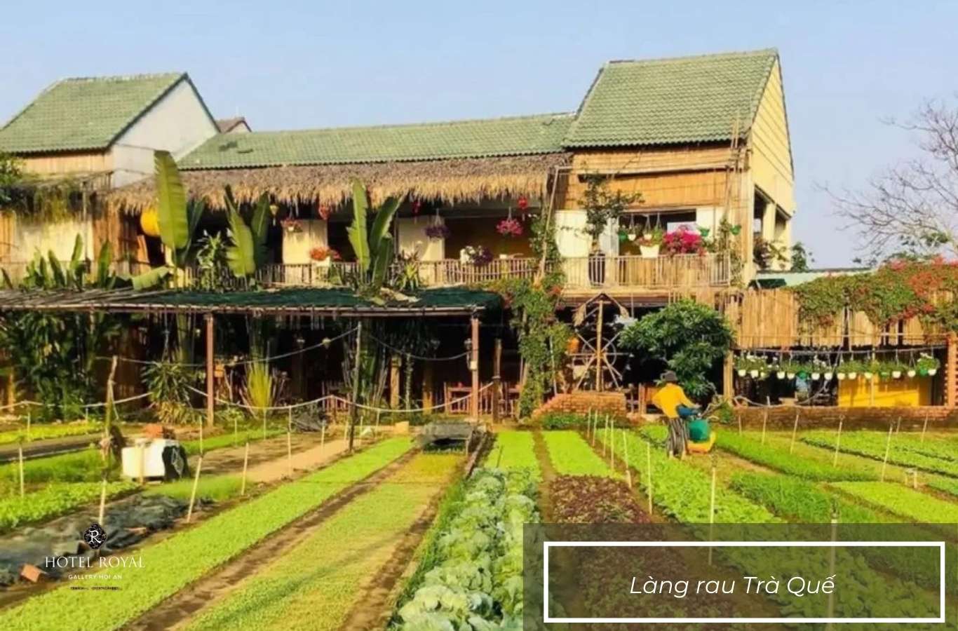 Trải nghiệm tự tay trồng những luống rau xanh mát tại Làng rau Trà Quế