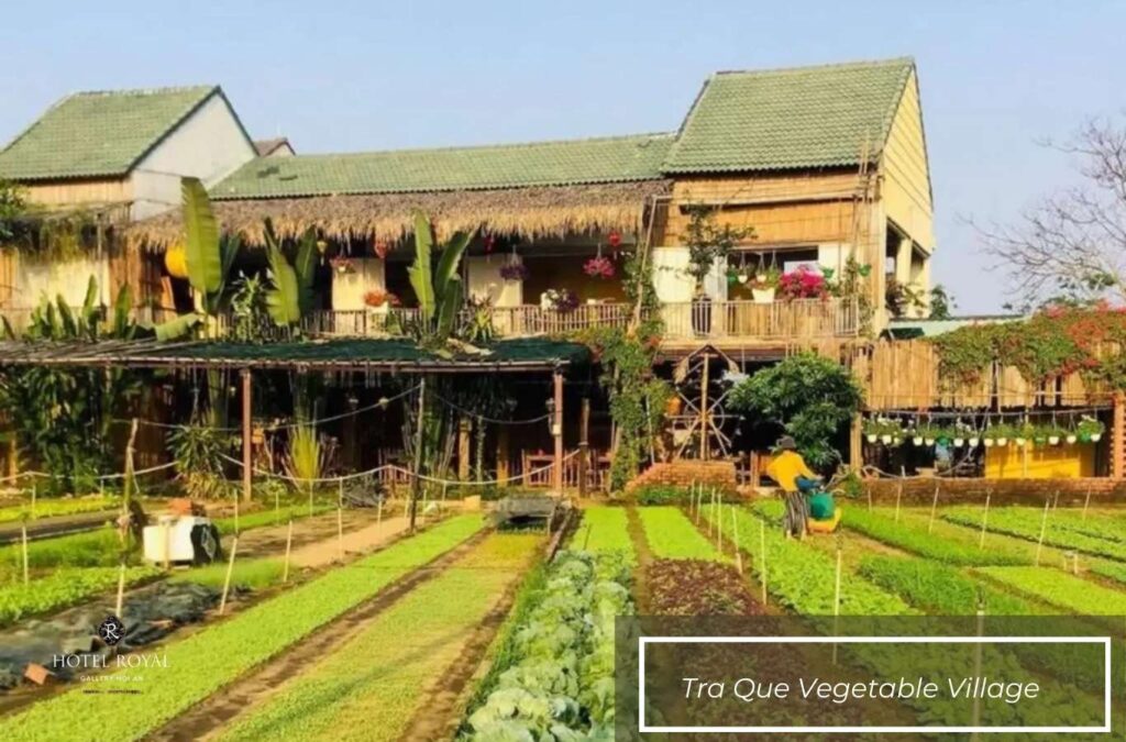 Experience planting fresh green vegetables at Tra Que Vegetable Village
