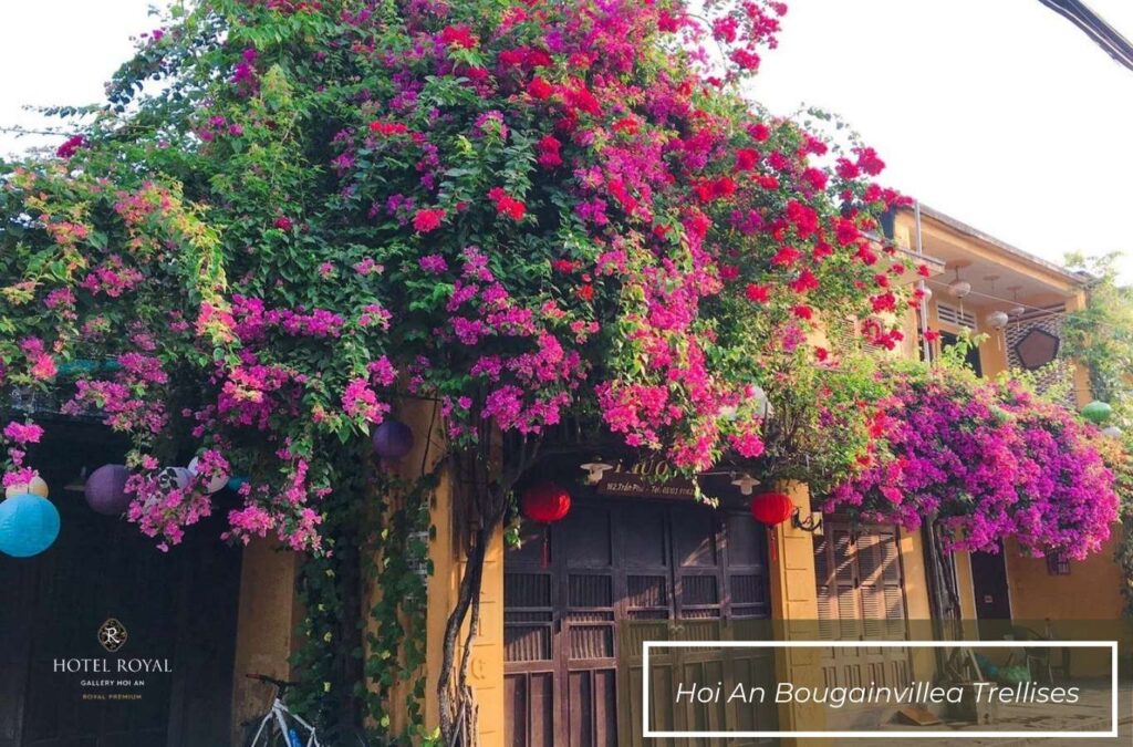Check-in photos with Hoi An bougainvillea trellises
