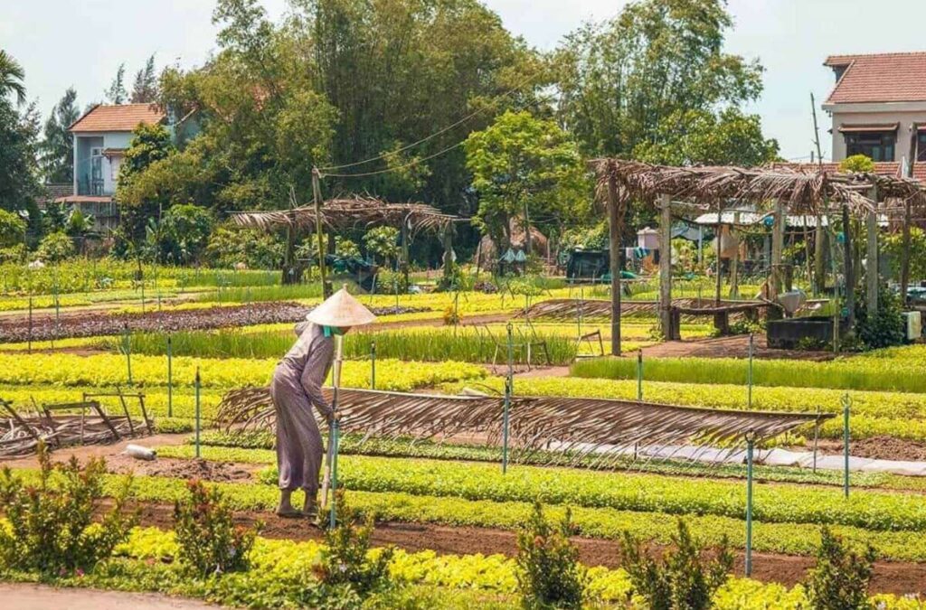 Tra Que offers organic vegetable fields with 20+ herbs, promoting sustainable farming.