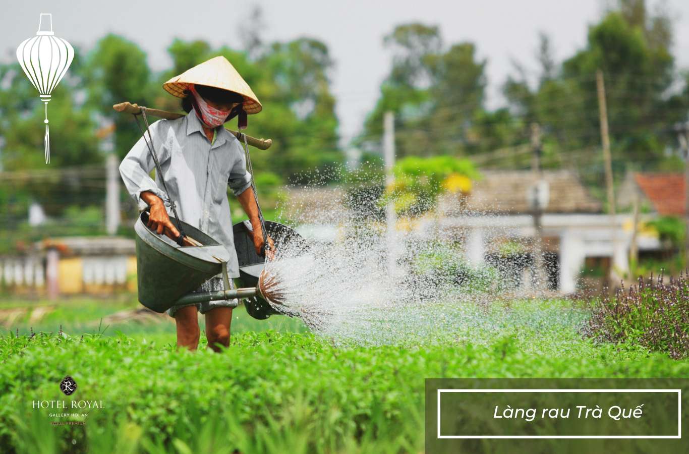 Hình ảnh về Làng rau Trà Quế