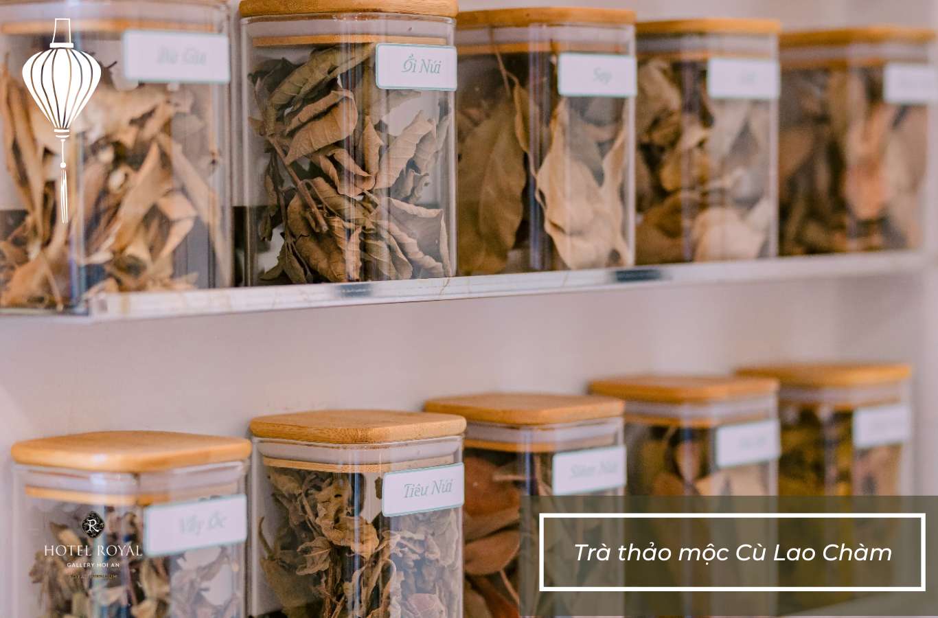 Trà thảo mộc Cù Lao Chàm là món quà sức khỏe ý nghĩa từ thiên nhiên Hội An