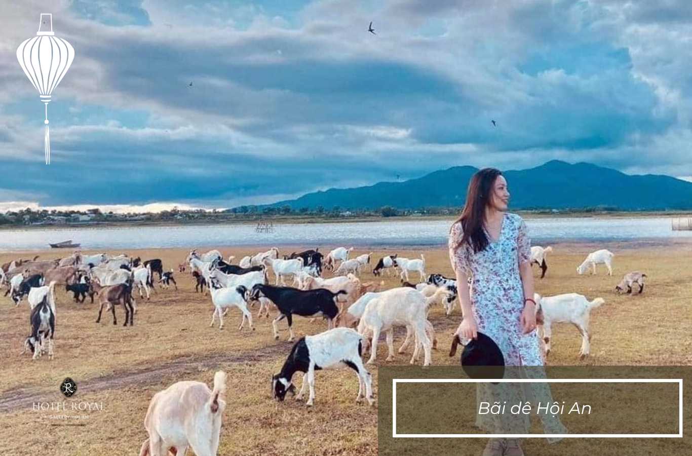 Chụp những bức ảnh thơ mộng với những chú dê tại đây