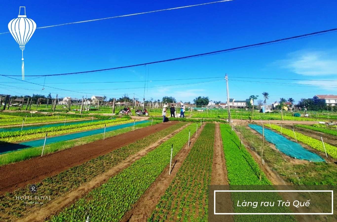 Làng rau Trà Quế.