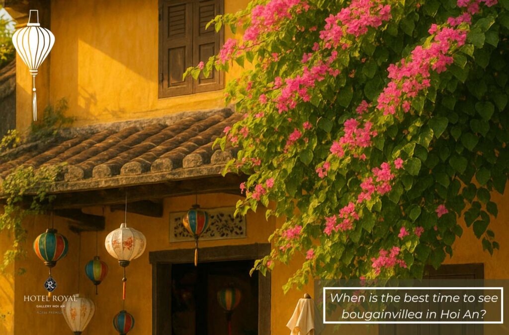 Late March to early April is the best time for bougainvillea to bloom in Hoi An.