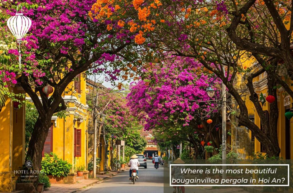 Hoi An is more vibrant than ever when bougainvillea blooms across the streets.