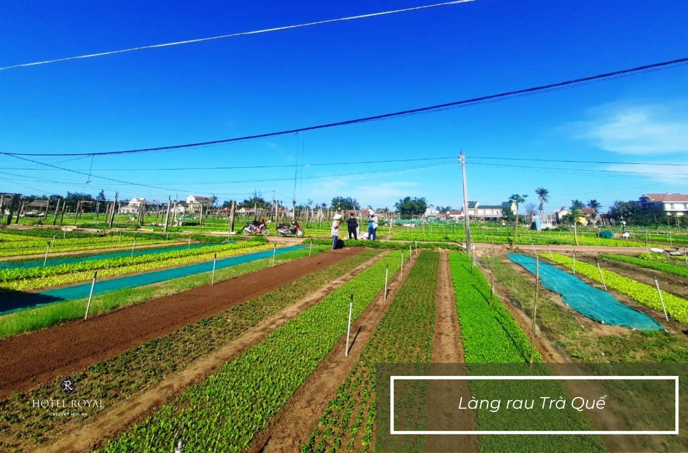 Tham quan làng rau Trà Quế mang đến trải nghiệm thư giãn và đậm chất miền quê Hội An