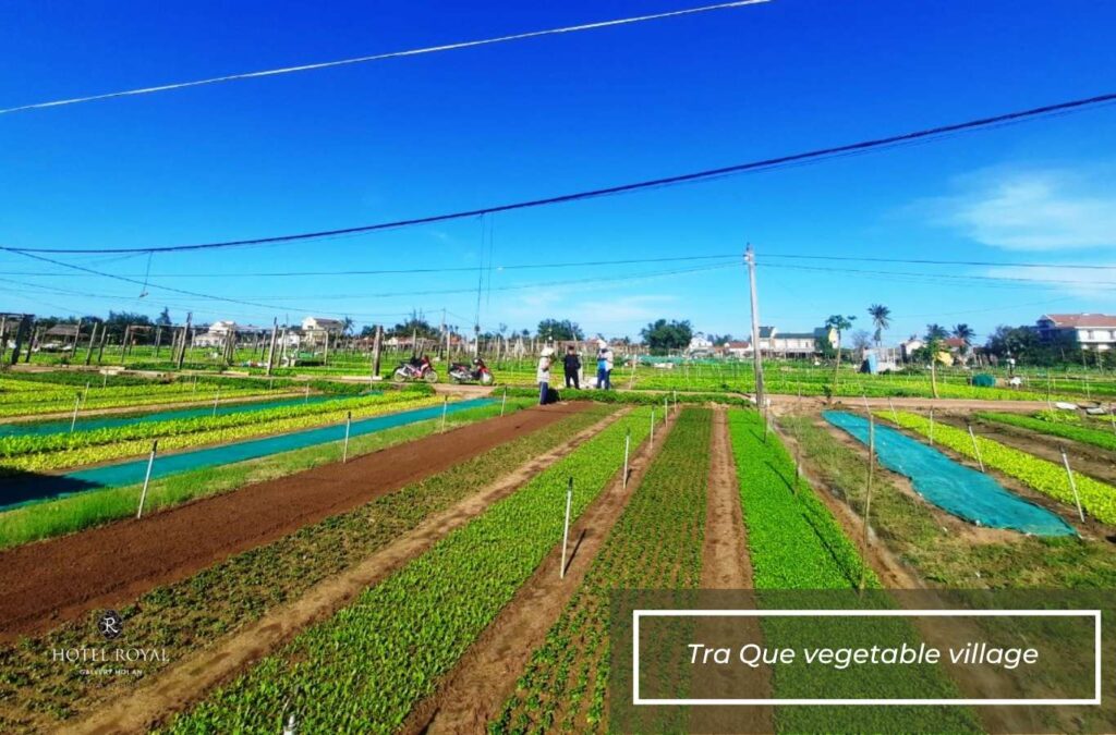 Visiting Tra Que vegetable village offers a relaxing experience steeped in Hoi An’s countryside charm