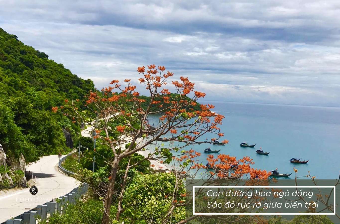 Phượt trên con đường hoa ngô đồng cực chill
